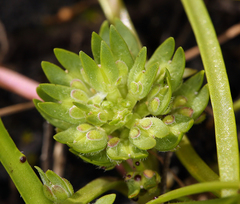 Lepidium latipes