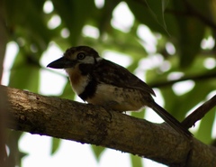 Hypnelus ruficollis