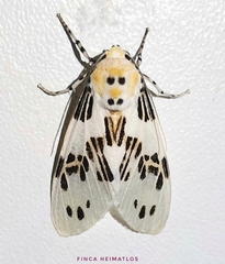 Idalus daga