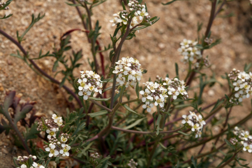 mountain pepperweed (Lepidium montanum)
