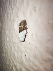 Ponometia elegantula