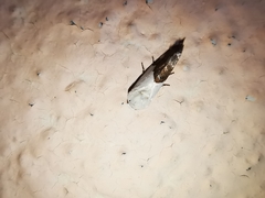 Ponometia elegantula