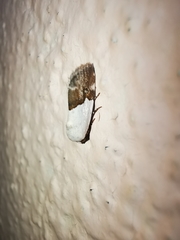 Ponometia elegantula