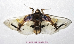 Compacta nigrolinealis