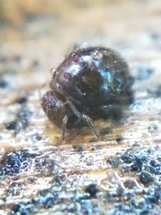 Allacma fusca
