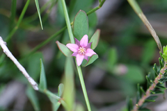 Boronia parviflora