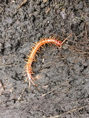 Scolopocryptops spinicaudus