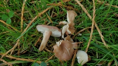 Calocybe carnea