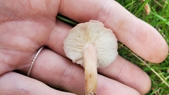 Calocybe carnea