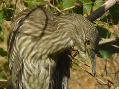 Nycticorax nycticorax