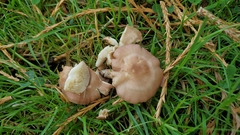 Calocybe carnea