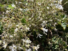 Cerastium morrisonense