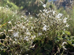 Cerastium morrisonense