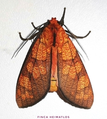 Elysius conspersus
