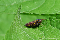 Apogonalia nielsoni