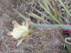 Praecereus euchlorus