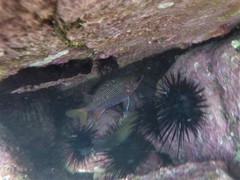 Neoniphon suborbitalis