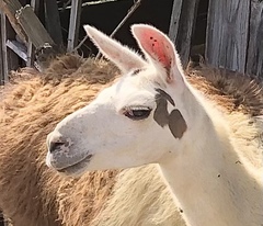 Lama