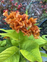 Celosia argentea plumosa