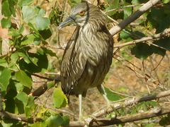 Nycticorax nycticorax