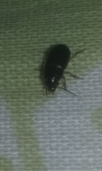 Coleoptera