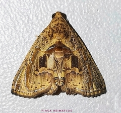 Eulepidotis osseata