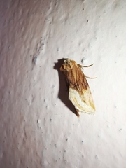 Angulostiria chryseochilus