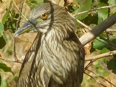 Nycticorax nycticorax
