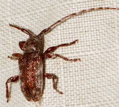 Eupogonius tomentosus