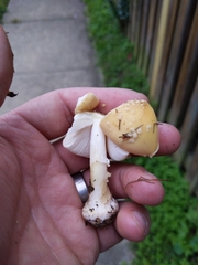 Amanita russuloides