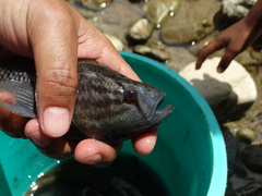 Dormitator latifrons