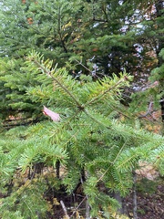 Abies balsamea image