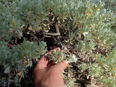Artemisia arbuscula