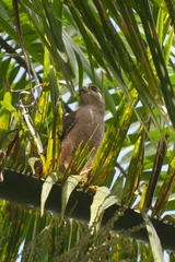 Buteo ridgwayi