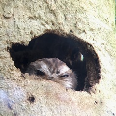 Margarobyas lawrencii