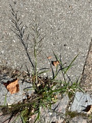 Eragrostis multicaulis