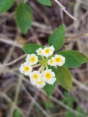 Lantana depressa