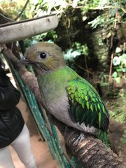 Aves