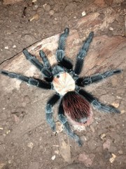 Brachypelma albiceps