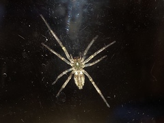 Cheiracanthium mildei