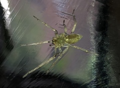 Cheiracanthium mildei