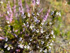 Euphrasia micrantha