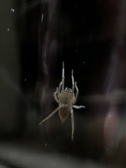 Cheiracanthium mildei