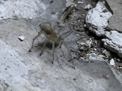 Cheiracanthium mildei