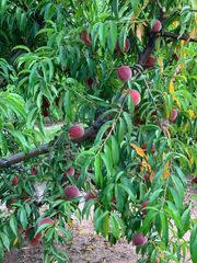 Prunus persica nucipersica