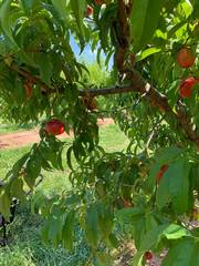 Prunus persica nucipersica
