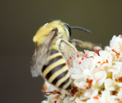 Colletes slevini