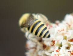 Colletes slevini