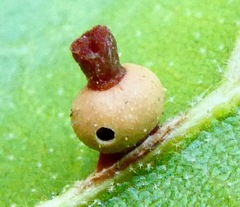 Callirhytis serricornis