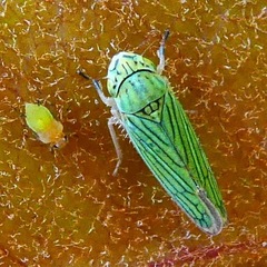 Graphocephala cythura